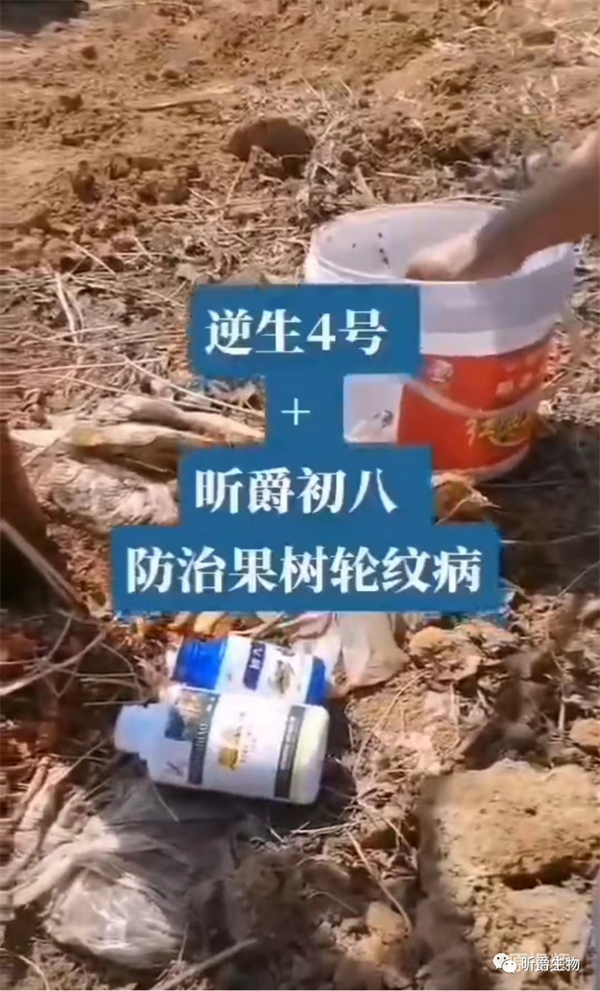 昕爵逆生4号