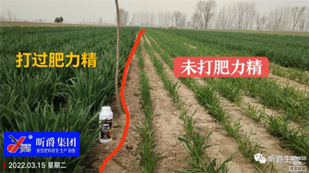 代替尿素的追肥产品淝力精