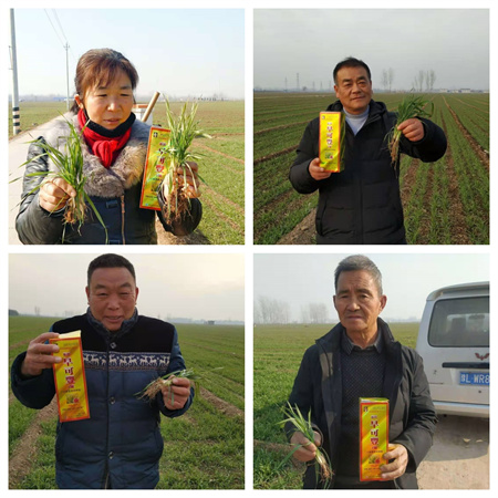 小麦拌种剂应该怎么选？