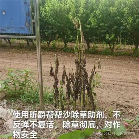 恶性、顽固性性杂草除不掉，就用昕爵新型除草剂助剂帮帮沙