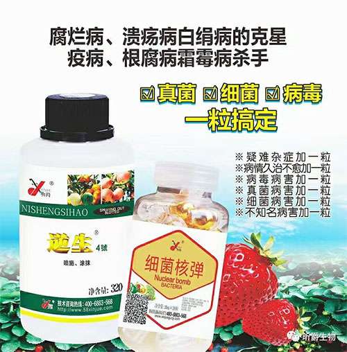 草莓根腐病昕爵解决方案