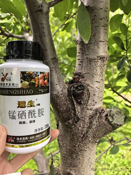 果树流胶、瓜果腐烂溃疡怎么办？