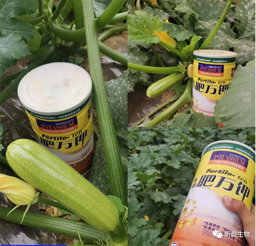 老百姓口中的&ldquo;奶粉罐&rdquo;，专为作物各种不长而制