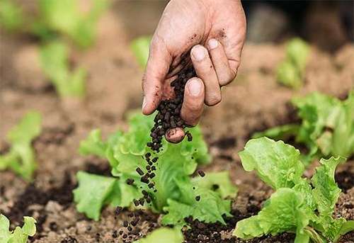 昕爵酸性硅能提升番茄品质，合理施肥利于果实发育