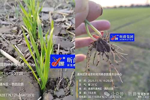 早出苗，早分蘖，一播全苗还是旱可丰小麦拌种剂