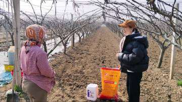 水溶肥厂家昕爵梨树增产管理施肥方案