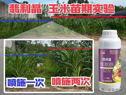 玉米想增产，就用水溶肥厂家昕爵的翡利晶